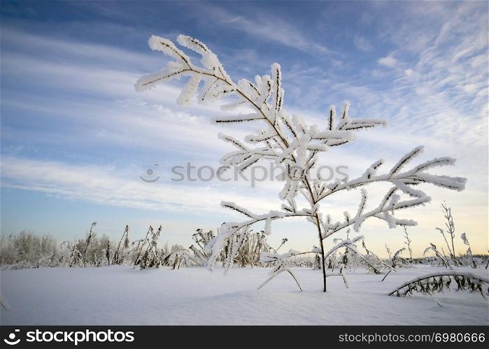 The winter landscape. Snow-covered field on a cloudy day.. Grass covered with frost