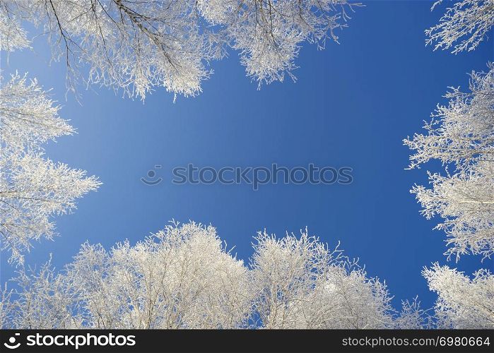 The winter landscape. Snowy forest on a Sunny day.. White crowns of birches against the blue sky