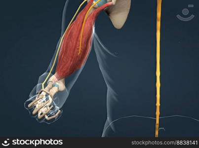 The withdrawal reflex is a spinal reflex intended to protect the body from damaging stimuli. 3D illustration. The withdrawal reflex is a spinal reflex intended to protect the body from damaging stimuli.