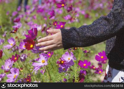 The woman's hand caught the cosmos in the garden