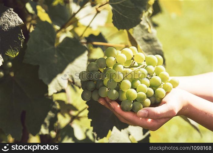 The woman&rsquo;s hand holds a large cluster of grapes during grapes harvest (vintage effect).