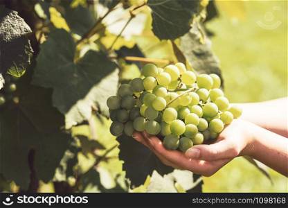 The woman&rsquo;s hand holds a large cluster of grapes during grapes harvest (vintage effect).