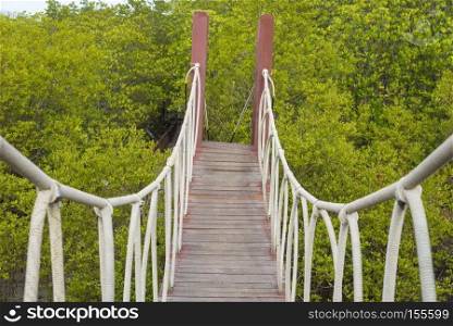 The wooden bridge in the mangrove forest