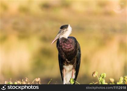 The woolly-necked stork, bishop stork or white-necked stork is a large wading bird in the stork family Ciconiidae.