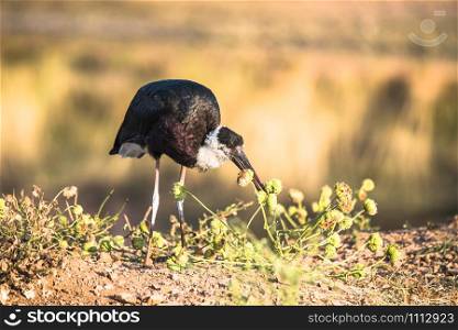 The woolly-necked stork, bishop stork or white-necked stork is a large wading bird in the stork family Ciconiidae.
