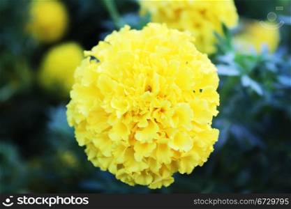 The yellow beautiful flower bloom in the garden