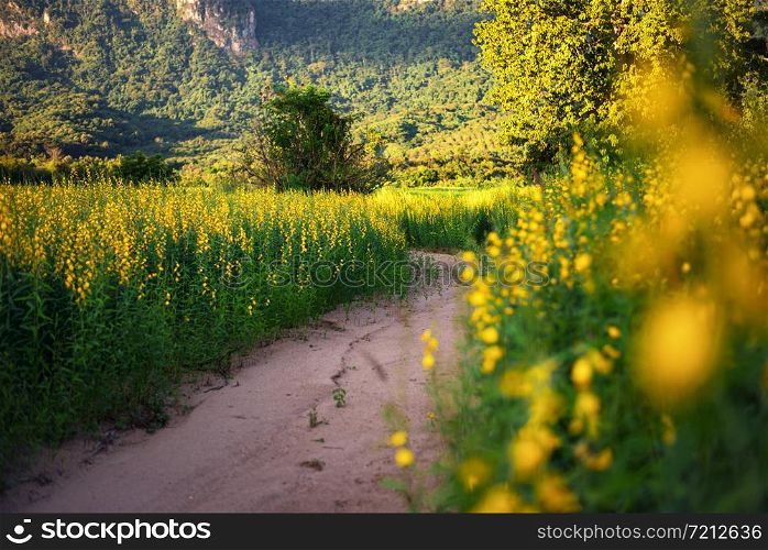 The yellow flower fields that see the mountain behind