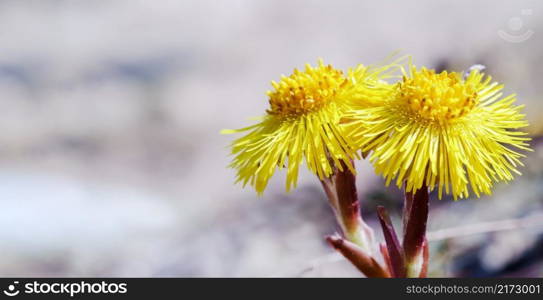 The yellow flowers are large. Tussilago. Mother and stepmother flowers. Blooming yellow wildflowers.. The yellow flowers are large. Tussilago. Mother and stepmother flowers.