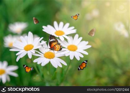 The yellow orange butterfly is on the white pink flowers in the green grass fields