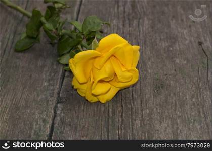 the yellow rose lies at the left on an old wooden table