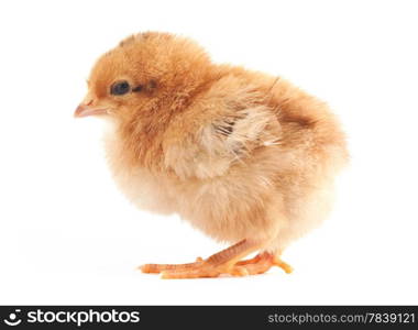 The yellow small chick isolated on a white background
