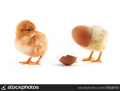 The yellow small chick with egg isolated on a white background