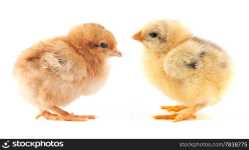 The yellow small chick with egg isolated on a white background