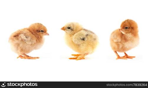 The yellow small chick with egg isolated on a white background