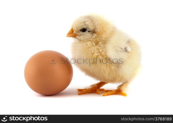 The yellow small chicks with egg isolated on a white background