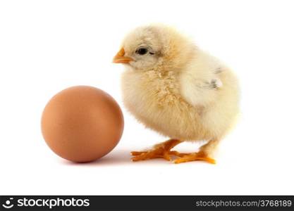The yellow small chicks with egg isolated on a white background