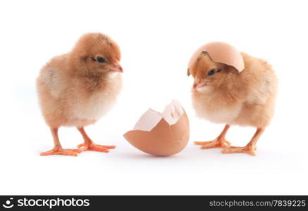 The yellow small chicks with egg isolated on a white background