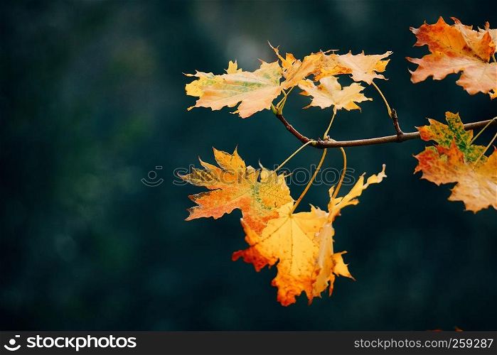 the yellow tree leaves in the nature