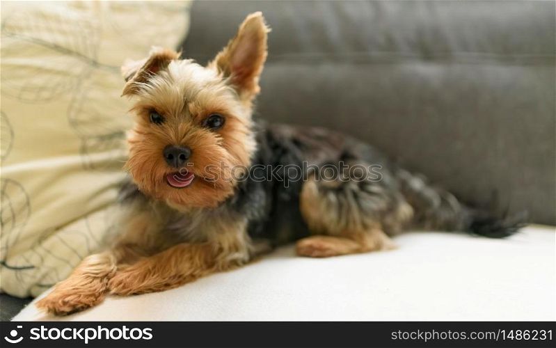 The Yorkshire Terrier lying on a couch, sofa. Small dog concept.. The Yorkshire Terrier lying on a couch, sofa. Small dog concept