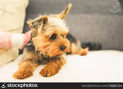 The Yorkshire Terrier lying on a couch, sofa. Small dog concept.. The Yorkshire Terrier lying on a couch, sofa. Small dog concept