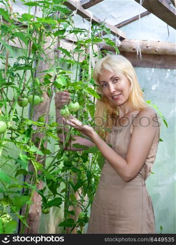 The young attractive woman in a hothouse rejoices to the future crop of tomatoes