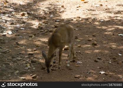The young beautiful roe in the jungle of India. India Goa. Sika deer in jungls of India Goa.. The young beautiful roe in the jungle of India. India Goa. Sika deer in jungls of India Goa