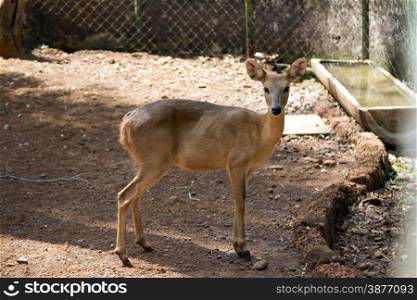 The young beautiful roe in the jungle of India. India Goa. Sika deer in jungls of India Goa.. The young beautiful roe in the jungle of India. India Goa. Sika deer in jungls of India Goa