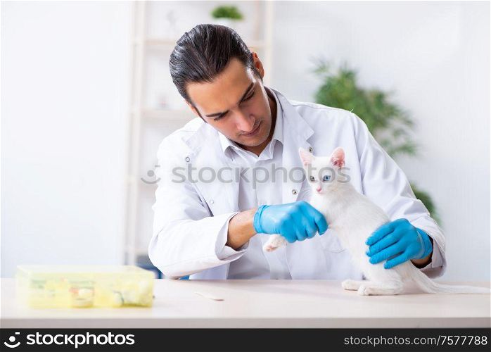 The young male doctor examining sick cat. Young male doctor examining sick cat