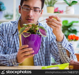 The young man florist working in a flower shop. Young man florist working in a flower shop