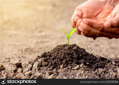 The young man&rsquo;s hands are watering the seedlings planted in arid soils, ecology concept.