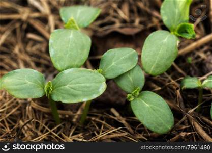 The young shoots of cucumber in the stage of cotyledon leaves