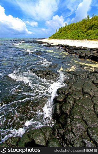 the zanzibar beach seaweed in indian ocean tanzania sand isle sky and rock