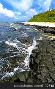the zanzibar beach seaweed in indian ocean tanzania sand isle sky and rock