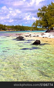 the zanzibar beach seaweed in indian ocean tanzania sand isle sky and rock