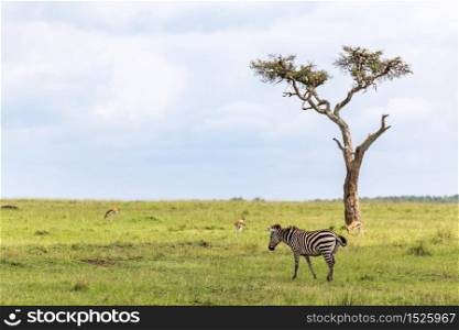 The Zebra family grazes in the savanna in close proximity to other animals. A Zebra family grazes in the savanna in close proximity to other animals