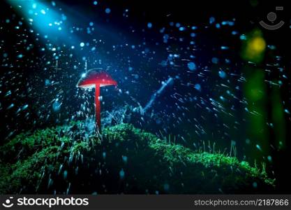 Theatrical illuminated macro photography with close up of fungus mushroom in the forest. Atmospheric baluw and red colors of flash light. Red colored mushroom with splashing water