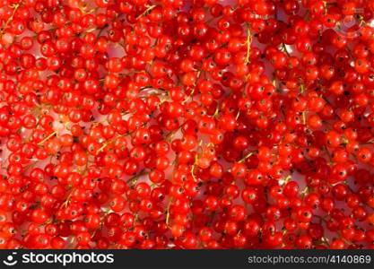 There are plenty of fruits of red currant