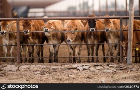 These Cows apparently dirive some pleasure or minerals from the metal railing and spend hours licking and chewing on it