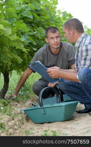 they are workers in vineyard