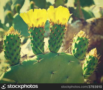 Thi?ket of Pricly Pear, Opuntia Ficus Indica in Israel, Retro Effect