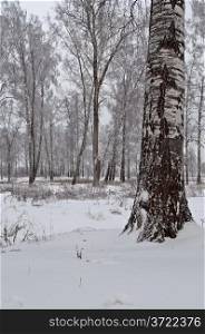 Thick birch trunk against the birch grove, cloudy winter day