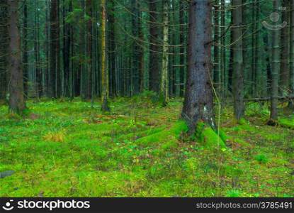 thick dark fir forest covered with moss