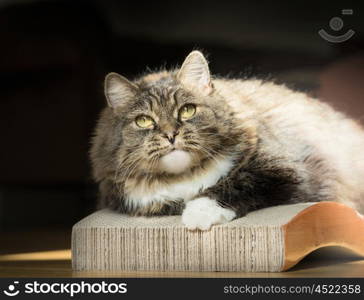 Thick fluffy cat on Cardboard Cat Scratcher