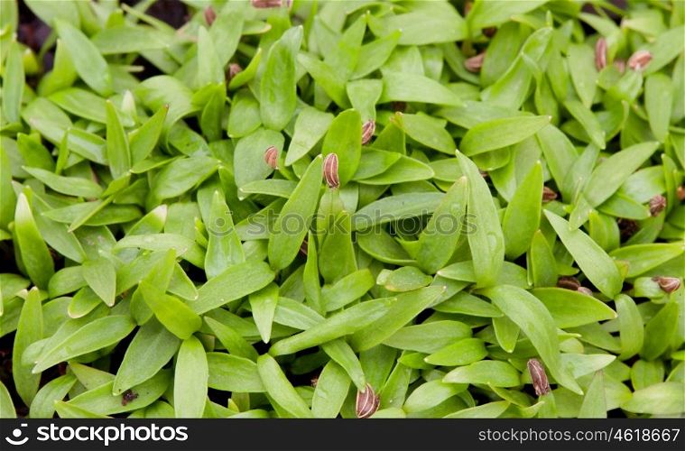 Thick lush green grass close to wallpaper