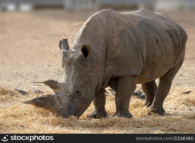Thick-skinned and big, white rhinoceros in a zoo.