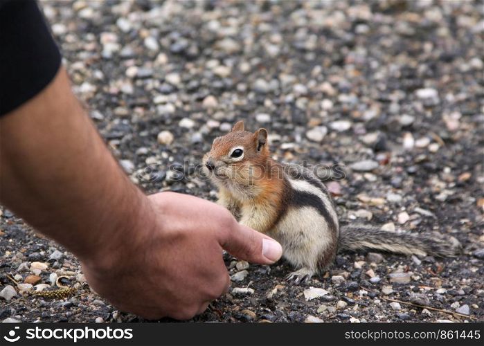 Thick squirrel eats hand of man