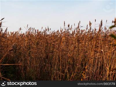 Thick thickets of autumn cane on a sunny day. Dense reed beds