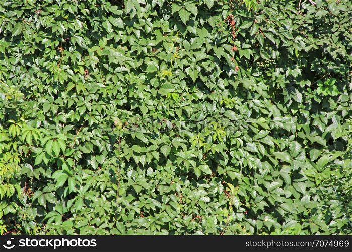 Thick thickets of echinocystis in garden. Green wall from curly plant. Wild green liana. Green leaves of echinocystis. Blooming of echinocystis in summer. Echinocystis growing in garden. Green wall from curly plant