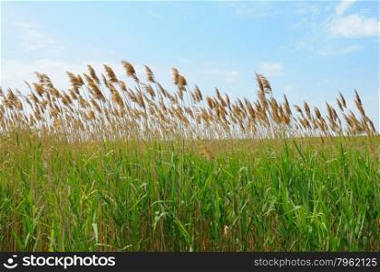 thicket of reeds over blue sky background