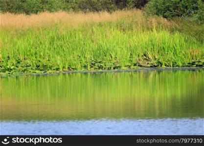 thicket on the pond. high green thicket growing on the pond